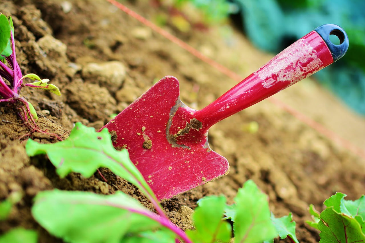 Scopri i principi della coltivazione biologica e i suoi vantaggi per un giardino sano e sostenibile.